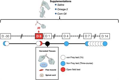 Preventive Supplementation of Omega-3 Reduces Pain and Pro-inflammatory Cytokines in a Mouse Model of Complex Regional Pain Syndrome Type I